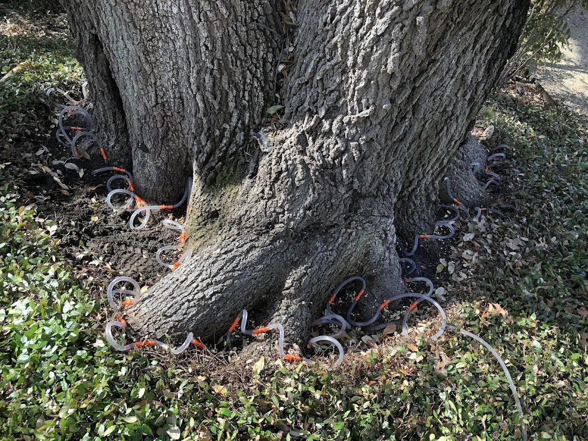 Detailed Tree Cabling and Bracing job site in Jersey City