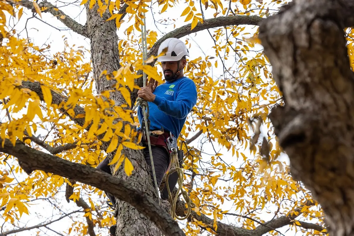 Skilled Tree Pruning crew working in Jersey City